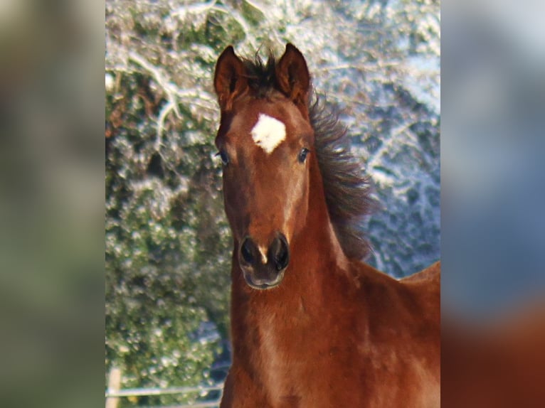 Hannoveriano Caballo castrado 3 años 170 cm Castaño in Ratekau