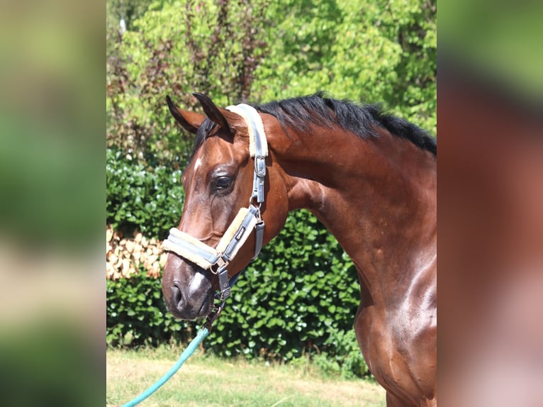 Hannoveriano Caballo castrado 3 años 170 cm Castaño in Selsingen