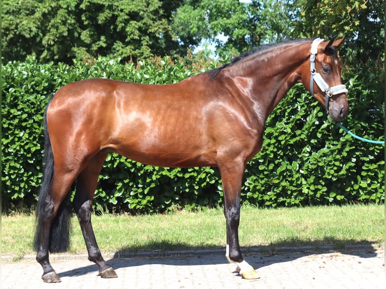 Hannoveriano Caballo castrado 3 años 170 cm Castaño in Selsingen