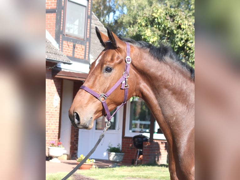 Hannoveriano Caballo castrado 3 años 170 cm Castaño in Selsingen