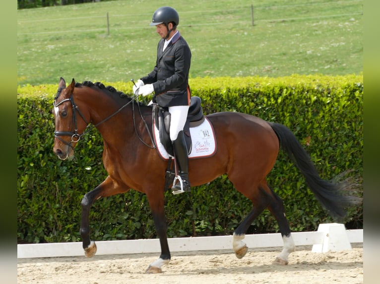 Hannoveriano Caballo castrado 3 años 170 cm Castaño in Greifenstein