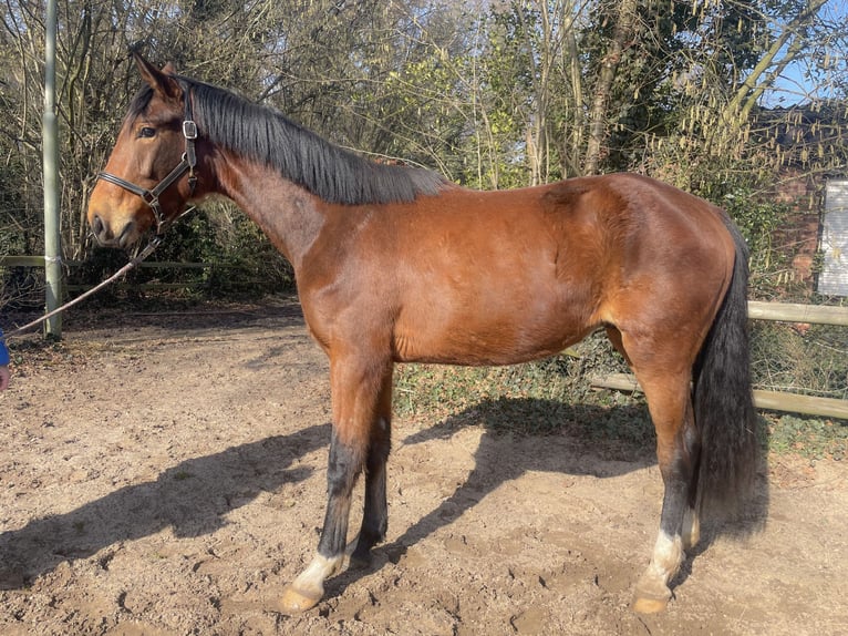 Hannoveriano Caballo castrado 3 años 170 cm Castaño in Isernhagen