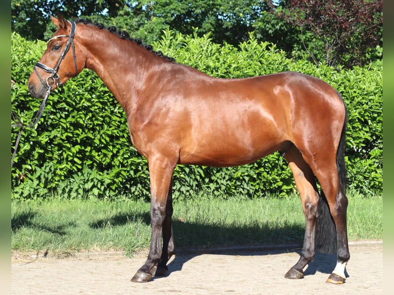 Hannoveriano Caballo castrado 3 años 170 cm Castaño in Selsingen