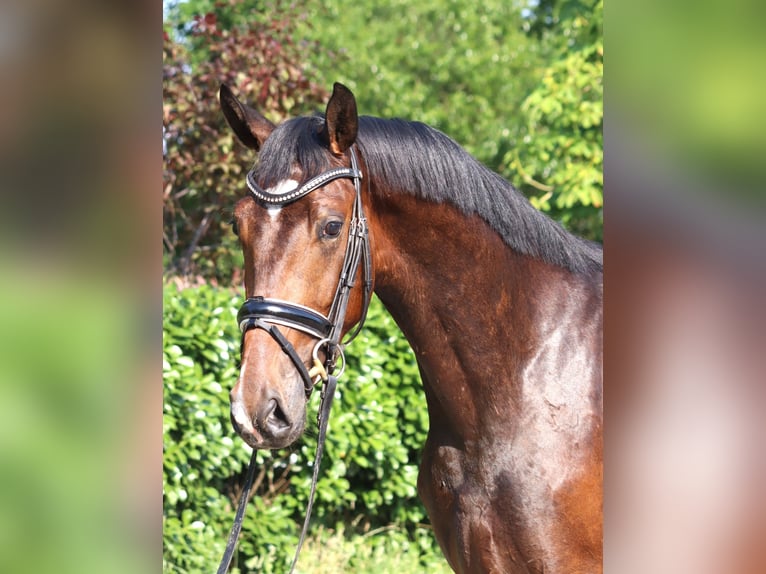 Hannoveriano Caballo castrado 3 años 170 cm Castaño in Selsingen