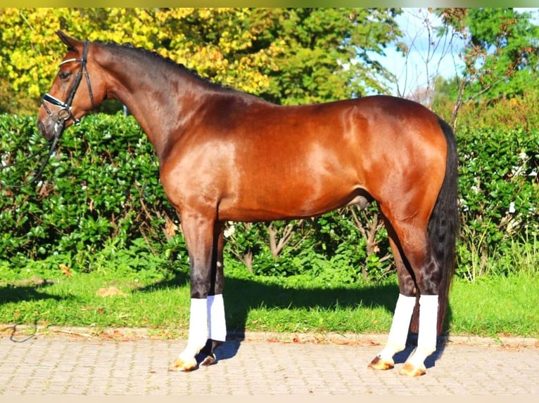 Hannoveriano Caballo castrado 3 años 170 cm Castaño in Selsingen