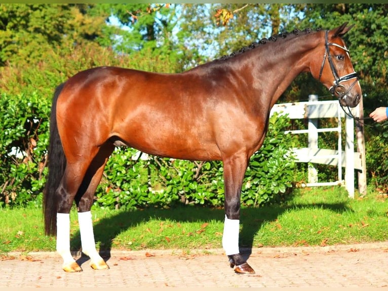 Hannoveriano Caballo castrado 3 años 170 cm Castaño in Selsingen