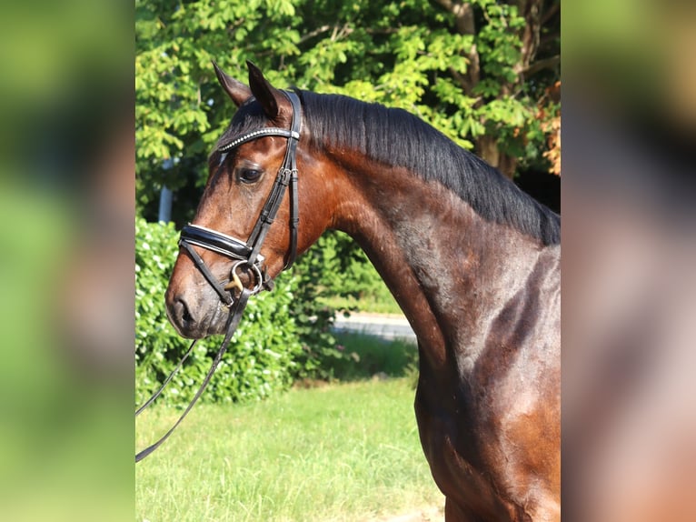 Hannoveriano Caballo castrado 3 años 170 cm Castaño in Selsingen
