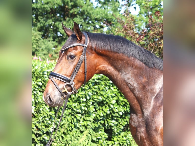 Hannoveriano Caballo castrado 3 años 170 cm Castaño in Selsingen