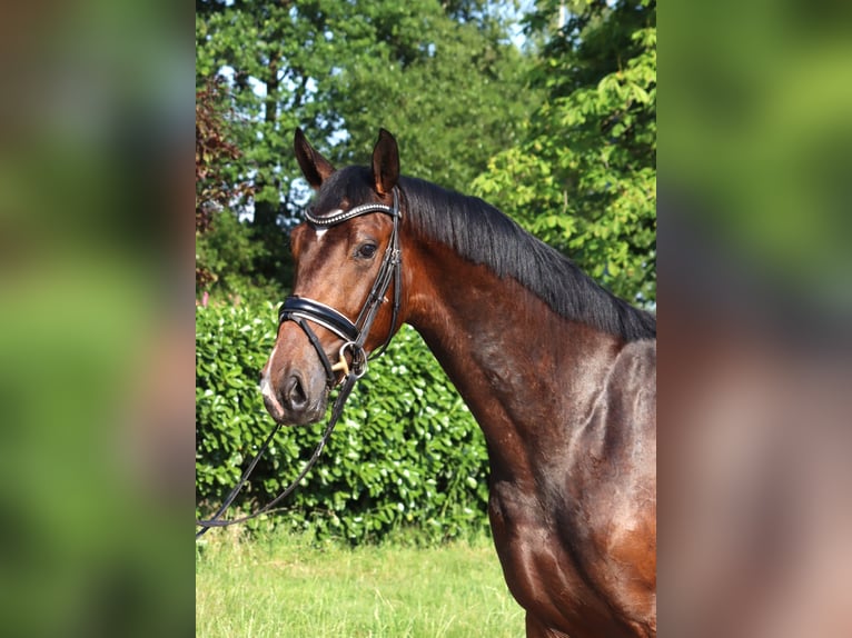 Hannoveriano Caballo castrado 3 años 170 cm Castaño in Selsingen