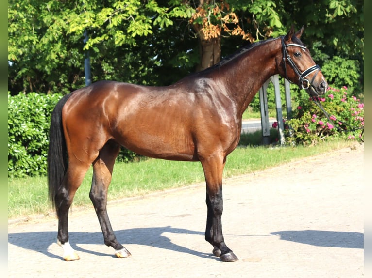 Hannoveriano Caballo castrado 3 años 170 cm Castaño in Selsingen