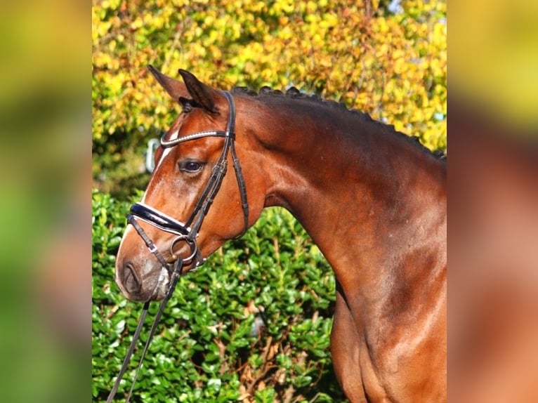 Hannoveriano Caballo castrado 3 años 170 cm Castaño in Selsingen