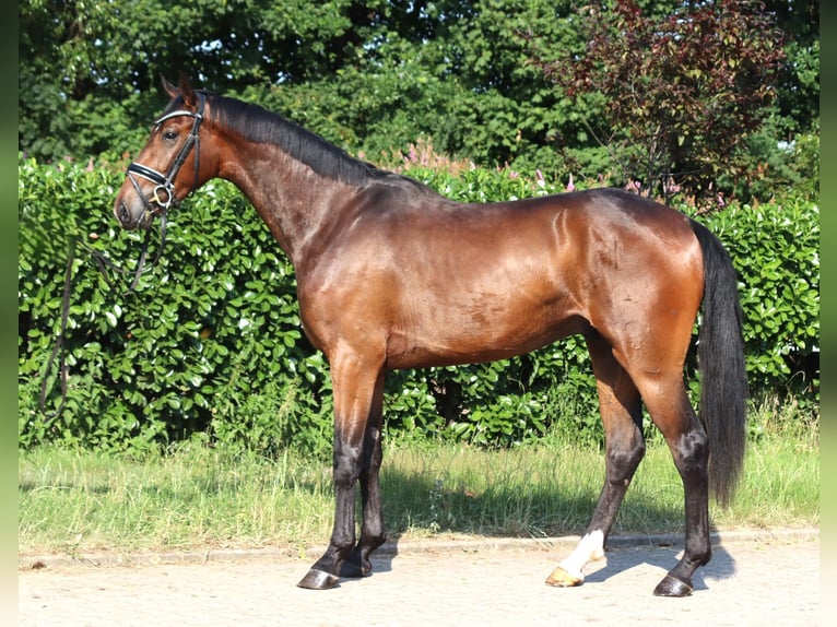 Hannoveriano Caballo castrado 3 años 170 cm Castaño in Selsingen