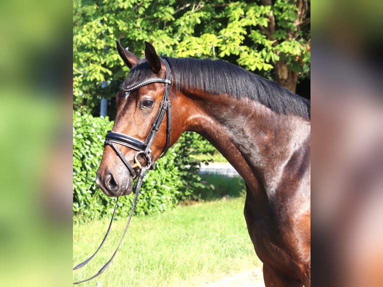 Hannoveriano Caballo castrado 3 años 170 cm Castaño in Selsingen