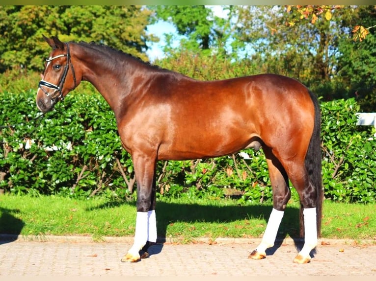 Hannoveriano Caballo castrado 3 años 170 cm Castaño in Selsingen