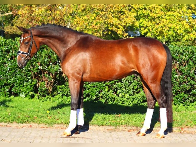 Hannoveriano Caballo castrado 3 años 170 cm Castaño in Selsingen