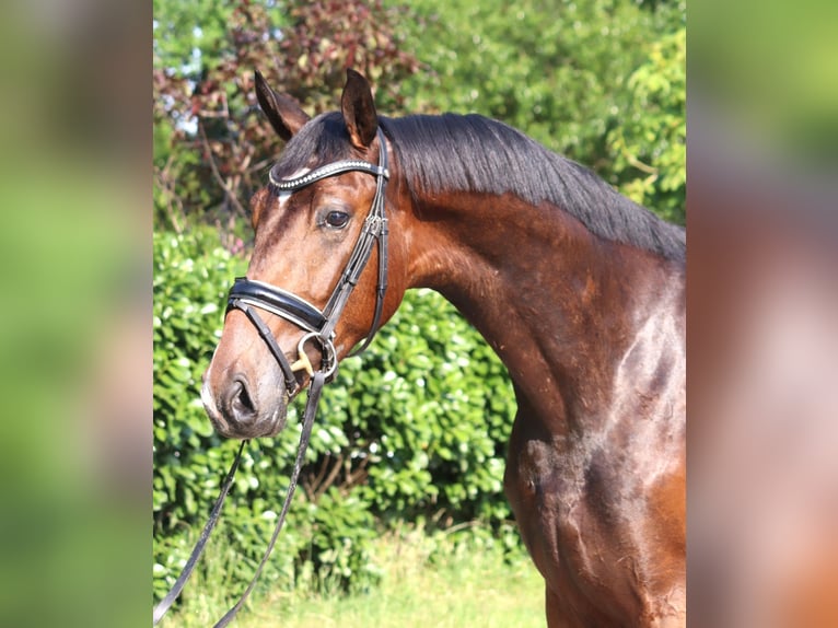 Hannoveriano Caballo castrado 3 años 170 cm Castaño in Selsingen