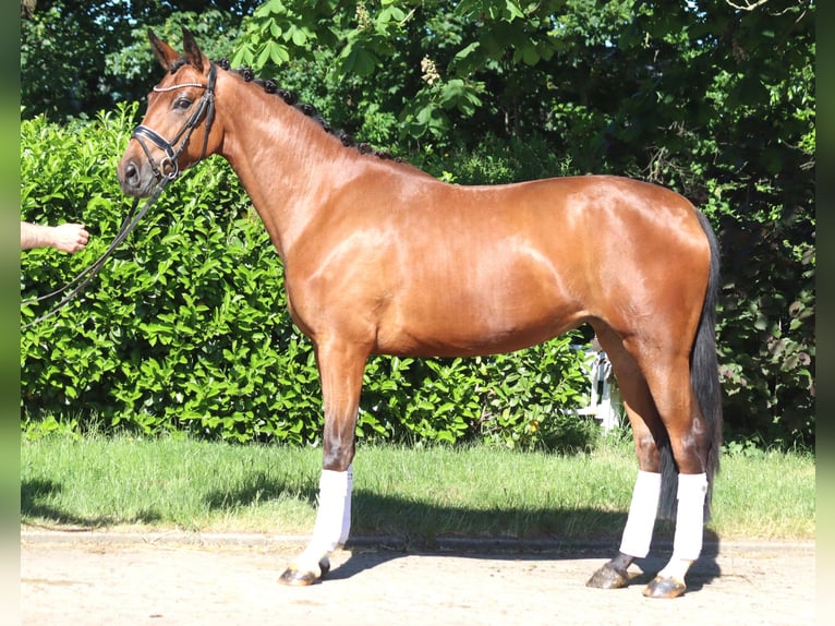 Hannoveriano Caballo castrado 3 años 170 cm Castaño in Selsingen