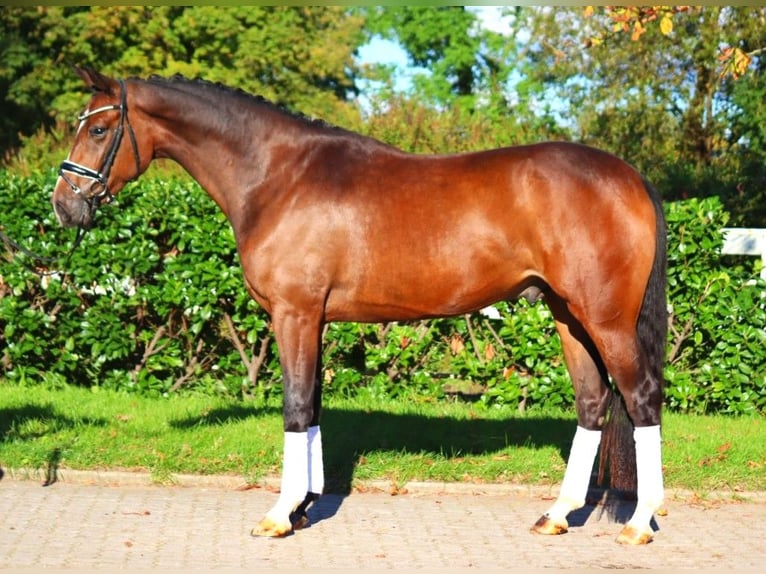 Hannoveriano Caballo castrado 3 años 170 cm Castaño in Selsingen