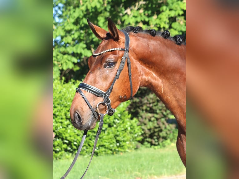Hannoveriano Caballo castrado 3 años 170 cm Castaño in Selsingen