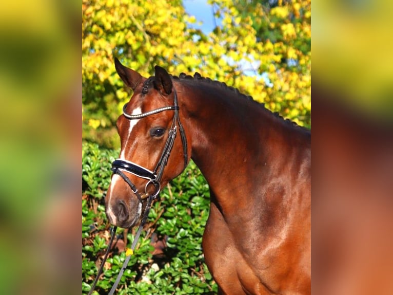 Hannoveriano Caballo castrado 3 años 170 cm Castaño in Selsingen