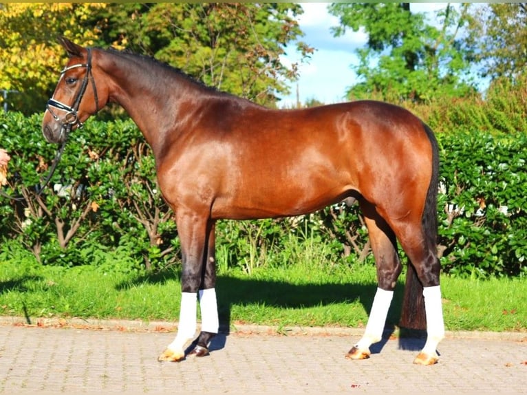 Hannoveriano Caballo castrado 3 años 170 cm Castaño in Selsingen