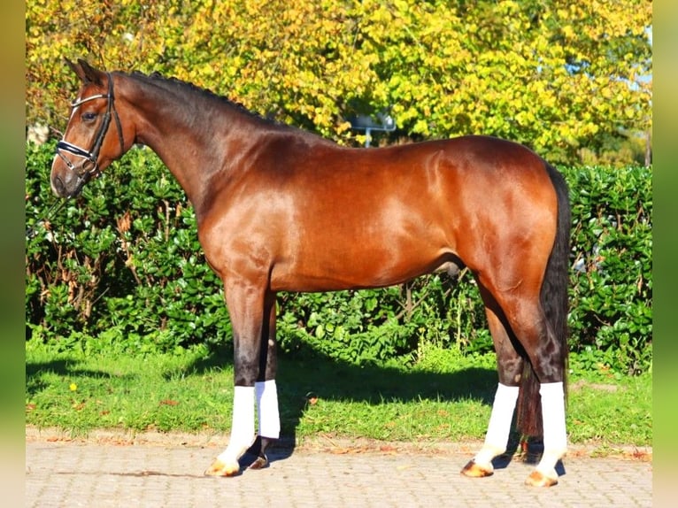 Hannoveriano Caballo castrado 3 años 170 cm Castaño in Selsingen