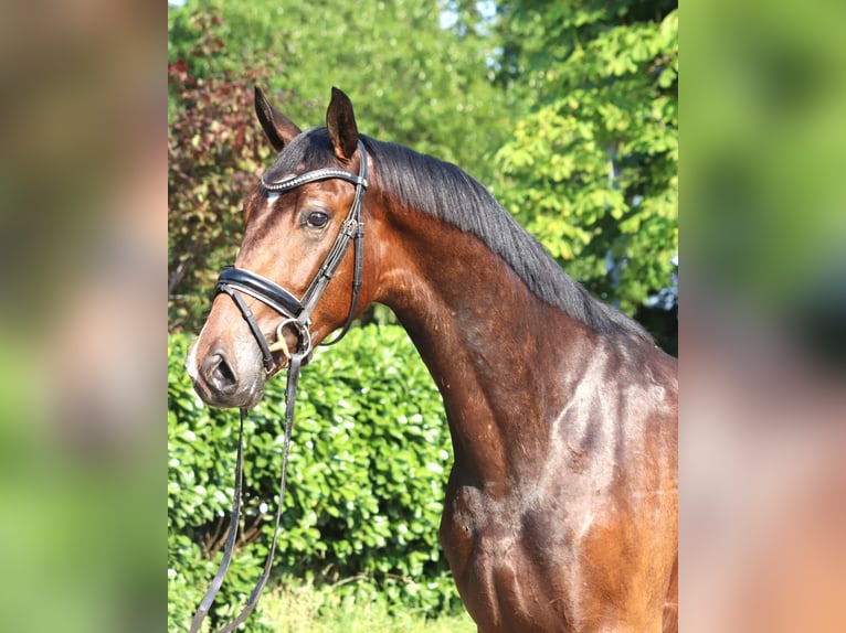 Hannoveriano Caballo castrado 3 años 170 cm Castaño in Selsingen