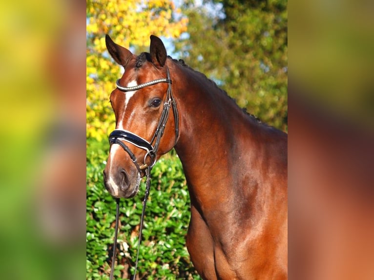 Hannoveriano Caballo castrado 3 años 170 cm Castaño in Selsingen