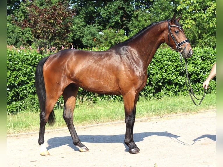 Hannoveriano Caballo castrado 3 años 170 cm Castaño in Selsingen