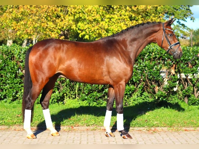 Hannoveriano Caballo castrado 3 años 170 cm Castaño in Selsingen