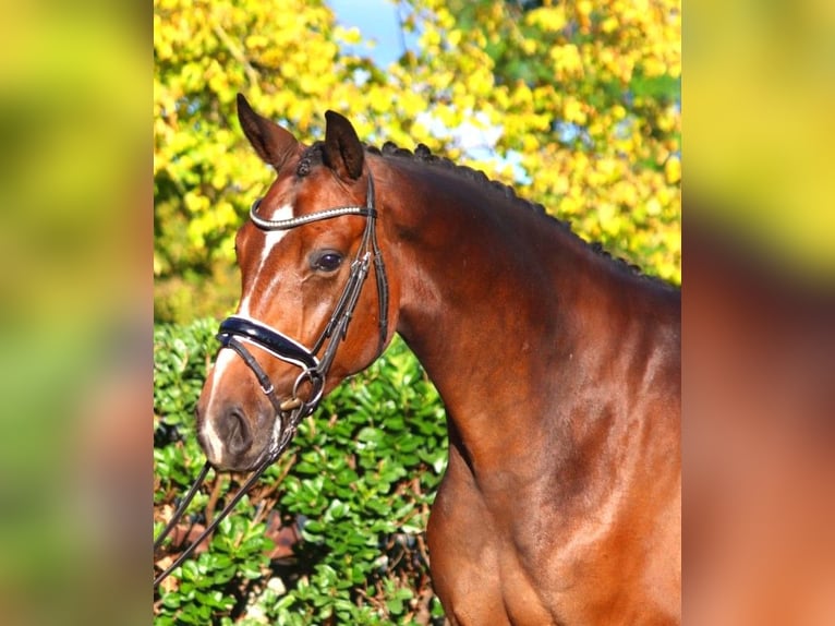 Hannoveriano Caballo castrado 3 años 170 cm Castaño in Selsingen