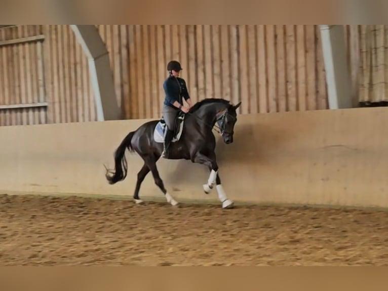 Hannoveriano Caballo castrado 3 años 170 cm Castaño oscuro in Basdahl