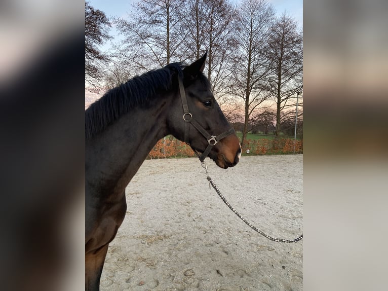 Hannoveriano Caballo castrado 3 años 170 cm Castaño oscuro in Bremen