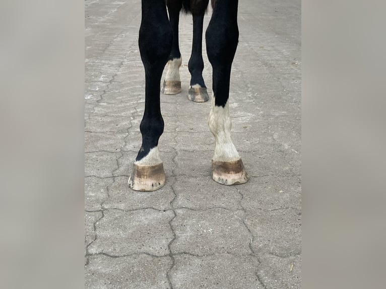 Hannoveriano Caballo castrado 3 años 170 cm Castaño oscuro in Bremen