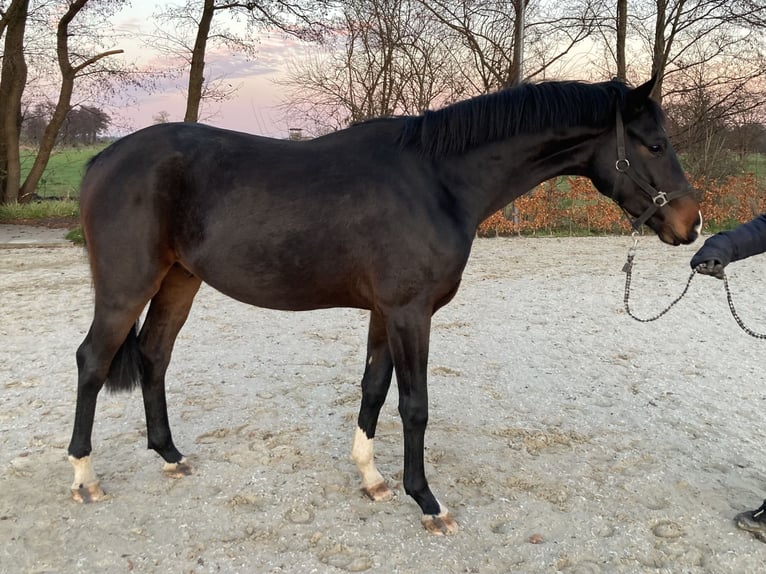 Hannoveriano Caballo castrado 3 años 170 cm Castaño oscuro in Bremen