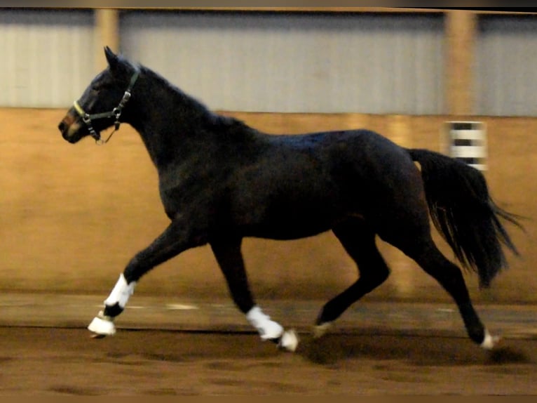 Hannoveriano Caballo castrado 3 años 170 cm Castaño oscuro in Fredenbeck