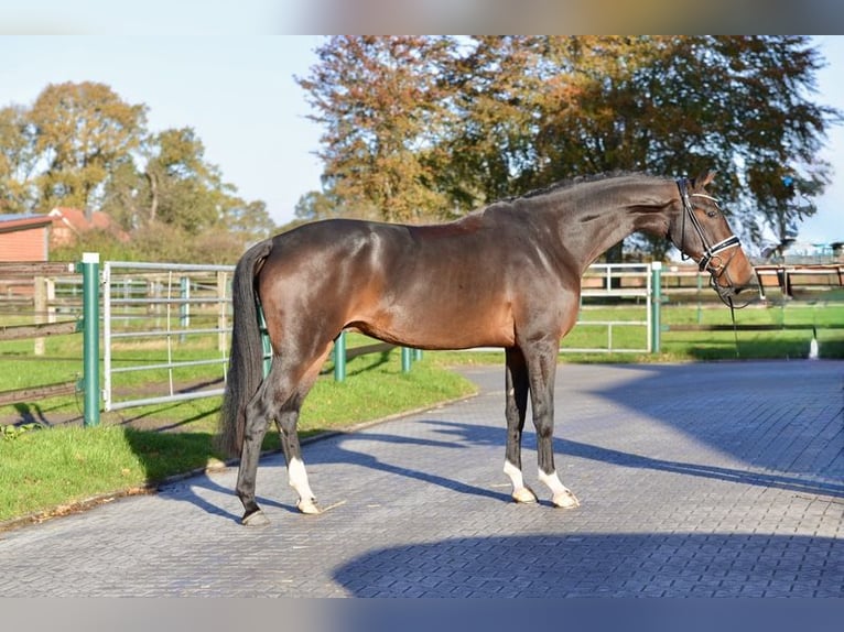 Hannoveriano Caballo castrado 3 años 170 cm Castaño oscuro in Vechta