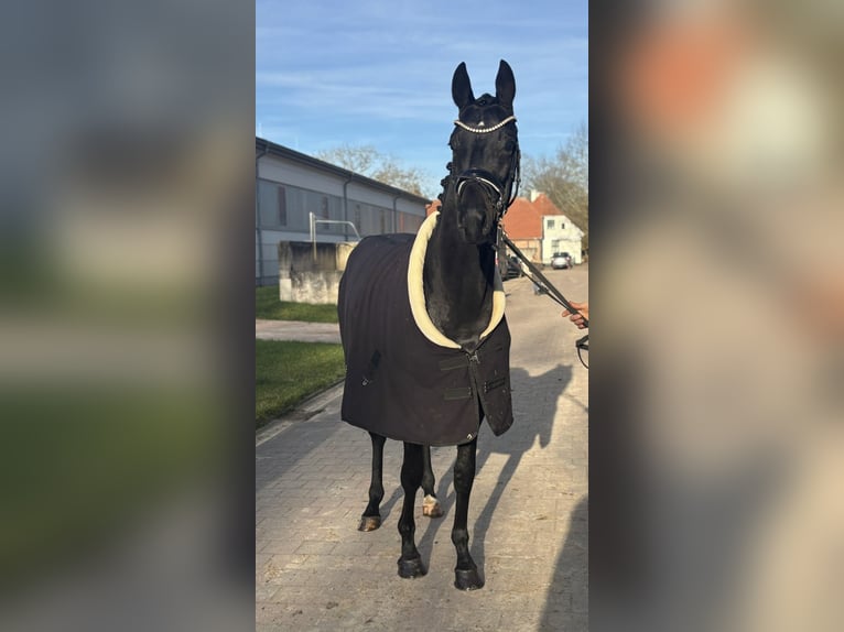 Hannoveriano Caballo castrado 3 años 170 cm Morcillo in Worms