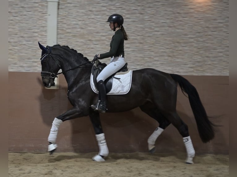 Hannoveriano Caballo castrado 3 años 170 cm Morcillo in Wehringen
