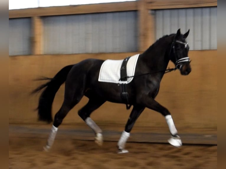 Hannoveriano Caballo castrado 3 años 170 cm Morcillo in Fredenbeck