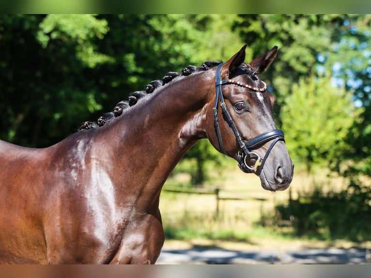 Hannoveriano Caballo castrado 3 años 170 cm Negro in Lienen