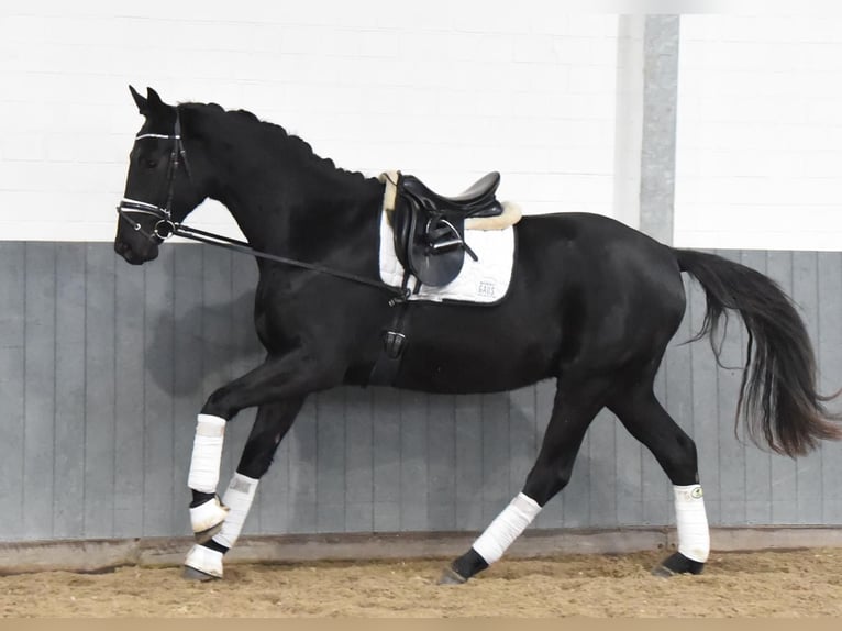 Hannoveriano Caballo castrado 3 años 170 cm Negro in Tiddische