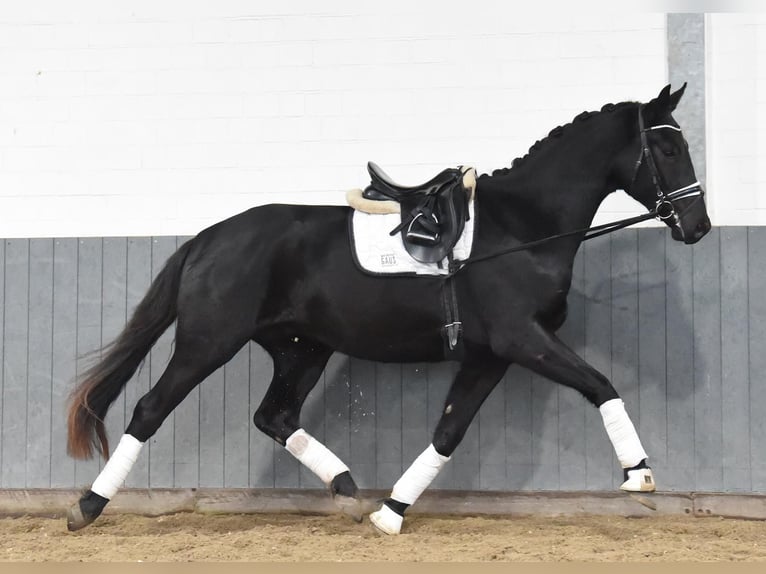 Hannoveriano Caballo castrado 3 años 170 cm Negro in Tiddische