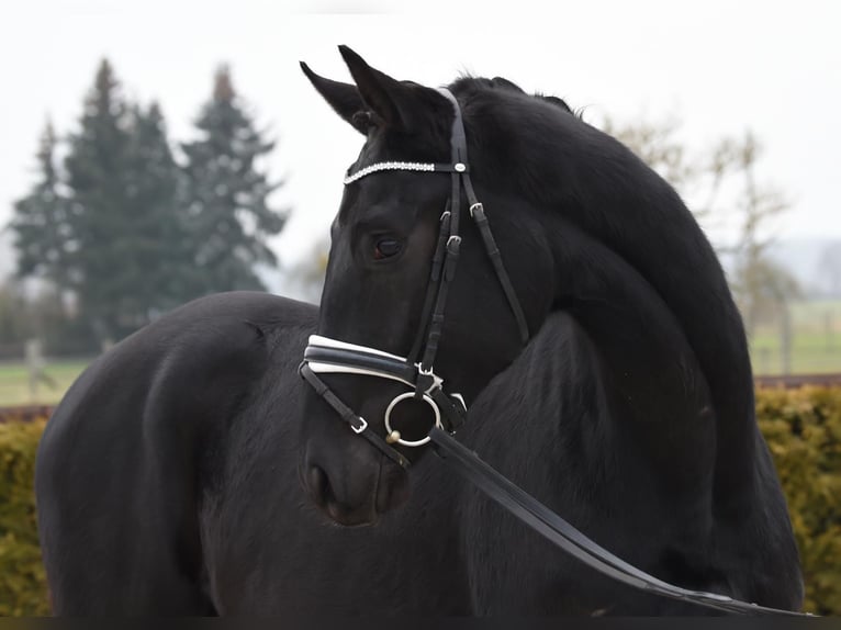 Hannoveriano Caballo castrado 3 años 170 cm Negro in Tiddische