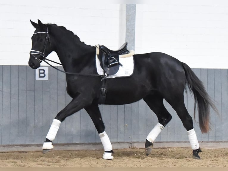 Hannoveriano Caballo castrado 3 años 170 cm Negro in Tiddische