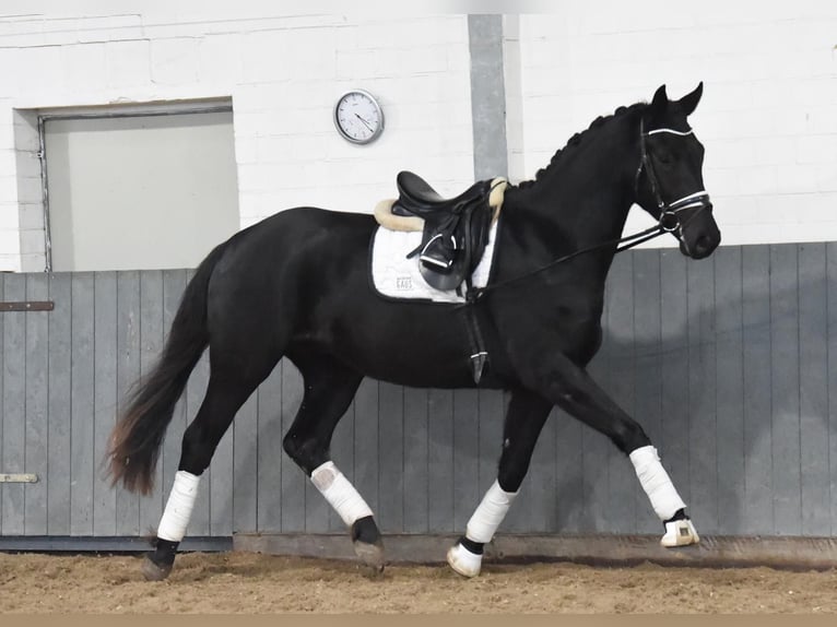 Hannoveriano Caballo castrado 3 años 170 cm Negro in Tiddische