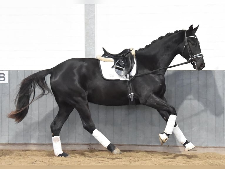 Hannoveriano Caballo castrado 3 años 170 cm Negro in Tiddische