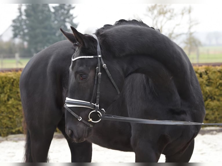 Hannoveriano Caballo castrado 3 años 170 cm Negro in Tiddische