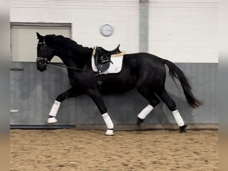 Hannoveriano Caballo castrado 3 años 170 cm Negro in Tiddische