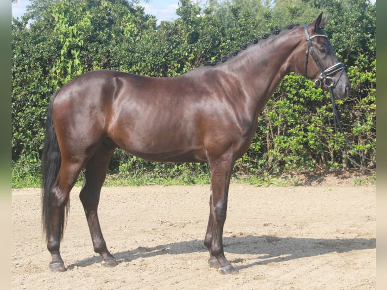 Hannoveriano Caballo castrado 3 años 170 cm Negro in Wettrup